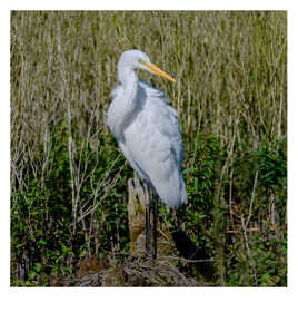 Grande Aigrette dans le marais