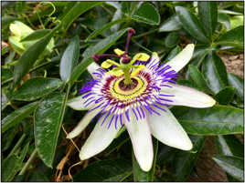 Passiflora