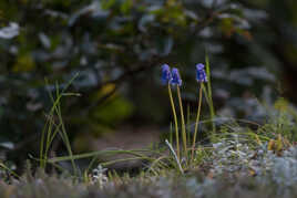 Muscari au jardin