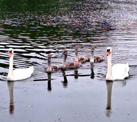 Les quadruplés en vacances