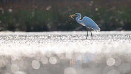 Pêcheuse d'étoiles