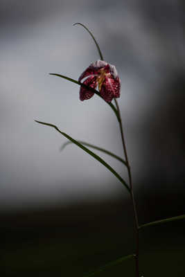 Fritilaire