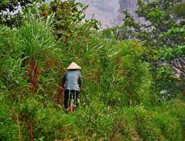Au milieu de la végétation et des reptiles