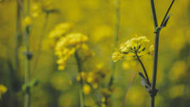 Au détour d'un champs