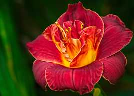 Hémérocalle de saison