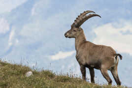 Bouquetin en montagne