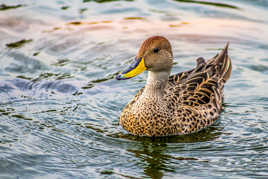Et le cannard était ....
