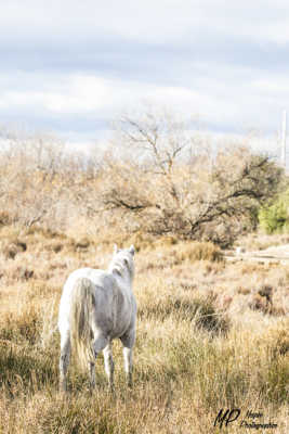 Camargue pastellée