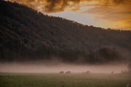 Vaches dans la brume