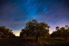 Oliviers sous les étoiles