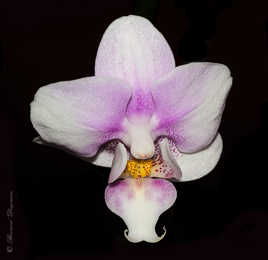Orchidée
