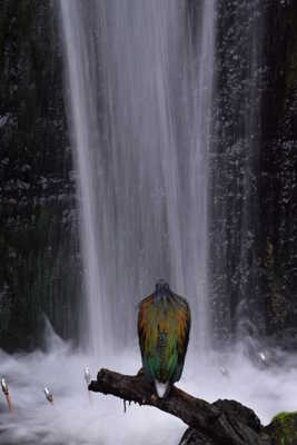 Sous sa cape arc en ciel