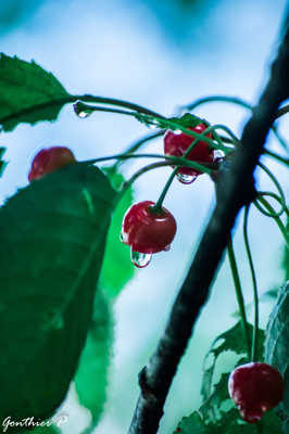 Cerise à l'eau