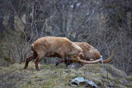 Les cornes au vent se veut vainqueur. ...