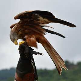 La Main du Fauconnier !