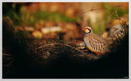 levé de soleil sur Perdrix rouge