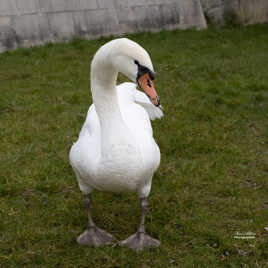 cygne