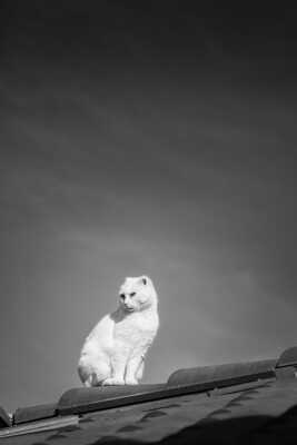 La Chatte sur un toit brûlant