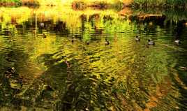 canards et reflets