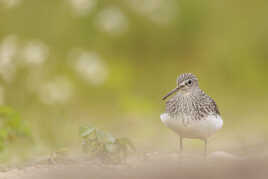 Le petit chevalier blanc