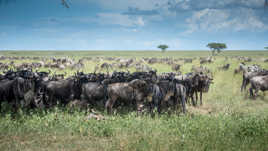 Et gnou et gnou. Il est des notres .....