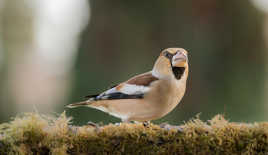 Gros-bec casse noyaux