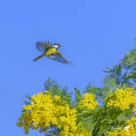 La mésange et le mimosa