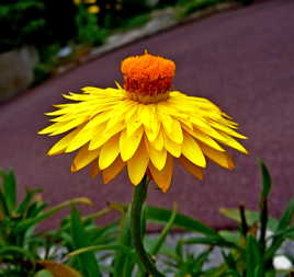 le tutu de l'immortelle