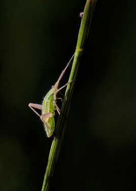 Miridae indeterminée