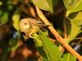 Zoiseau Blanc