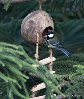 MESANGE CHARBONNIERE