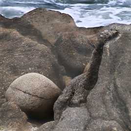 Eclosion d'un ancêtre millénaire