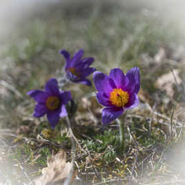 ANÉMONES PULSATIVES