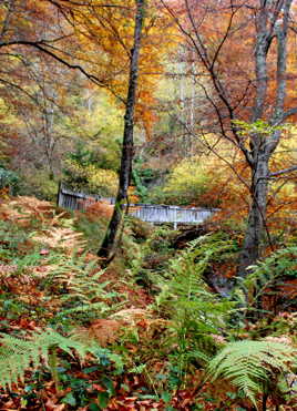 couleurs d'automne