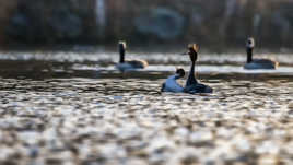 Du monde au spectacle
