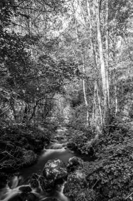 Et au milieu coule un ruisseau