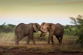 Eléphants au Kruger