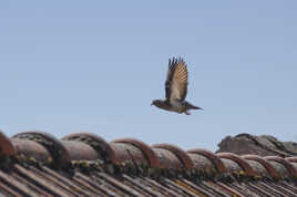 Vol au dessus des toits !!