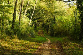 chemin forestier