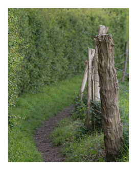 Piquets, patinés par le temps