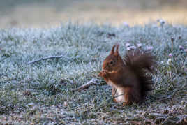 Le casse noisette