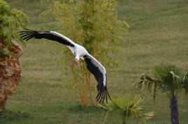 Cigogne vole