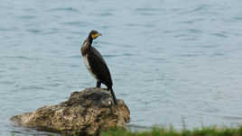 Le grand cormoran !