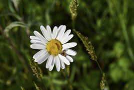 Margueritte