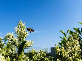 Abeille en approche