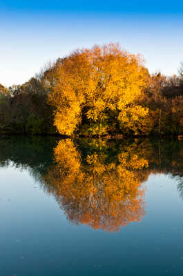 L'arbre d'or