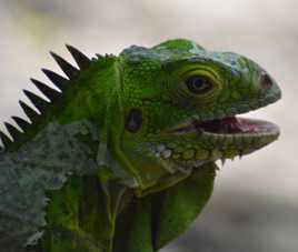 L'iguane