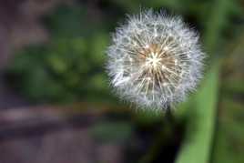 Merveille de la nature