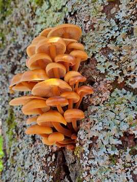 Bouquet de Champignons