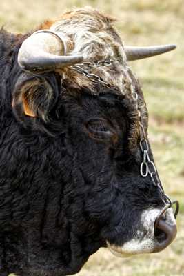 Taureau d'Aubrac